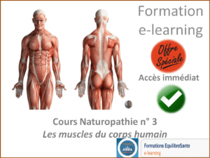 Cours naturopathie en ligne les muscles du corps humain