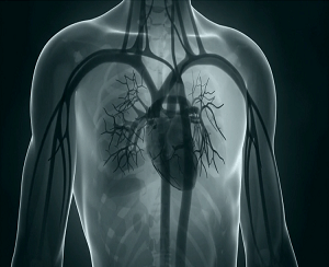 Le système cardio vasculaire