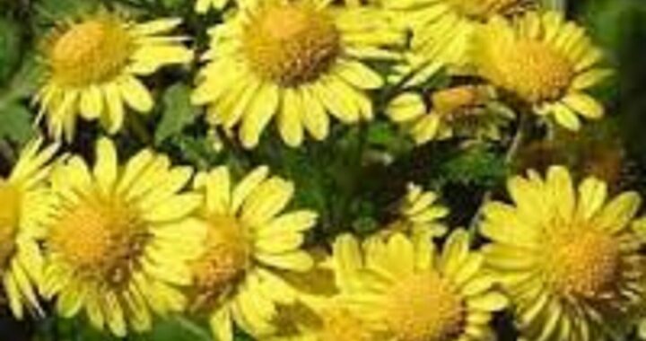 Plante amie du foie...