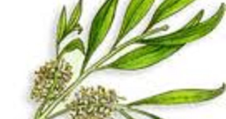 Le thé, bon pour la santé