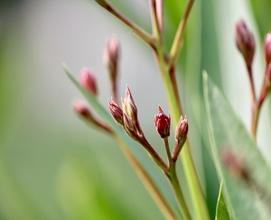 Formation en ligne gemmothérapie et phytembryothérapie